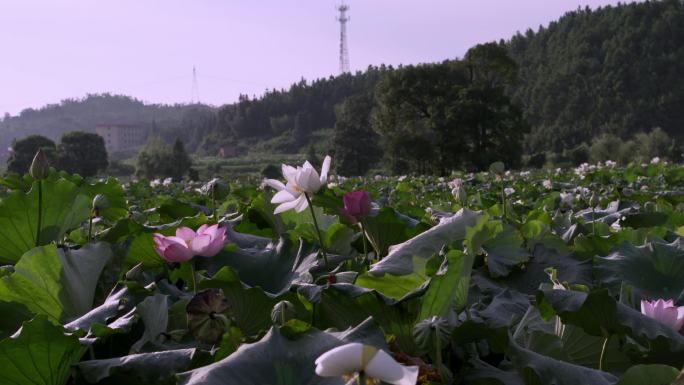 广昌-荷花特写环绕