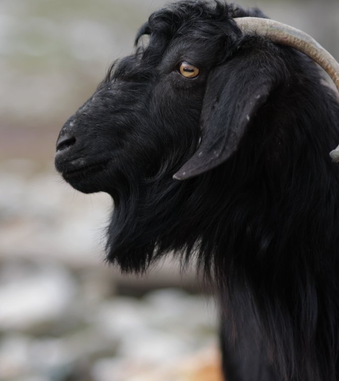 黑山羊、村里的哺乳动物山羊、吃草的漂亮山羊、长胡子和角的家养奶山羊栖息在绿色牧场上、长胡子、角的家畜