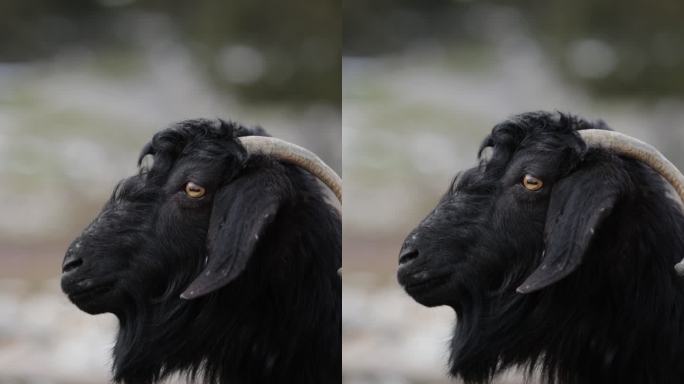 黑山羊、村里的哺乳动物山羊、吃草的漂亮山羊、长胡子和角的家养奶山羊栖息在绿色牧场上、长胡子、角的家畜