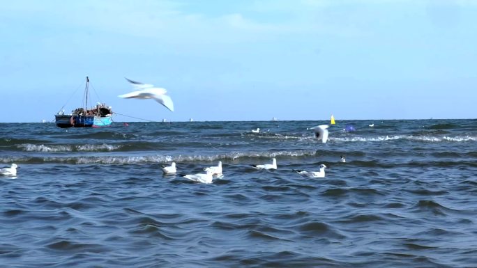 秦皇岛海边海岛海鸥渔船海浪素材