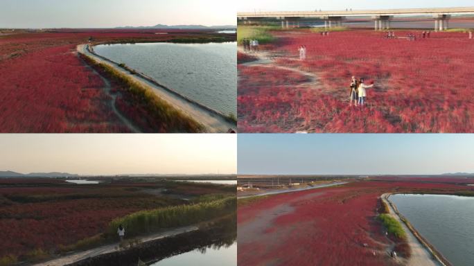 大连市庄河红海滩大地之树游客如织航拍素材