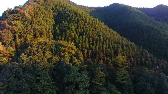 【原创】航拍森林高山绿色森林