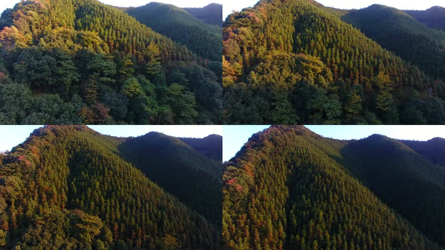 【原创】航拍森林高山绿色森林