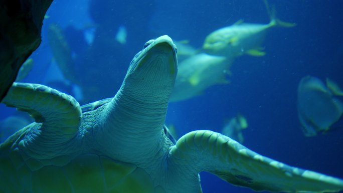 绿海龟和其他鱼类在水族馆游泳