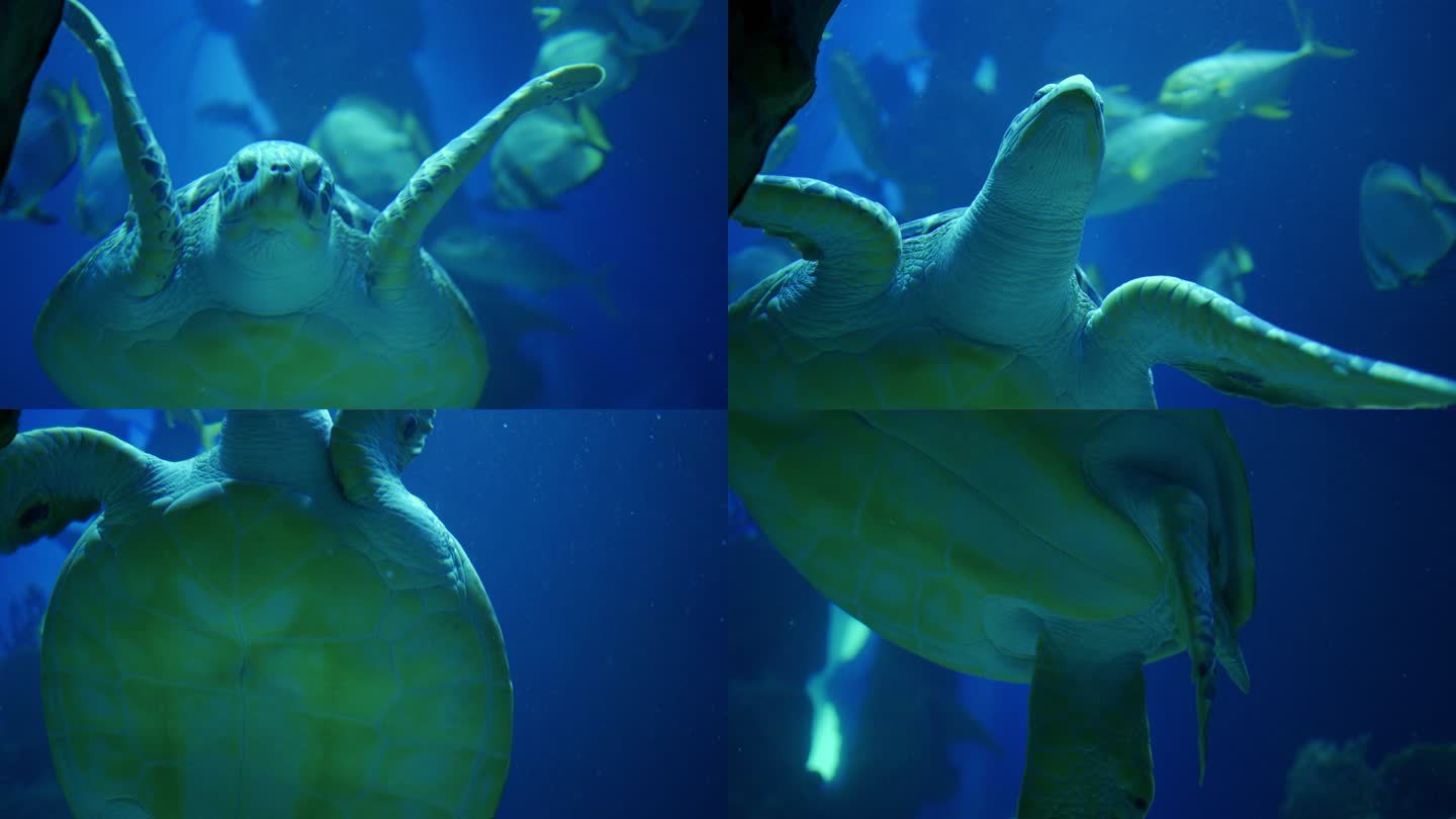 绿海龟和其他鱼类在水族馆游泳