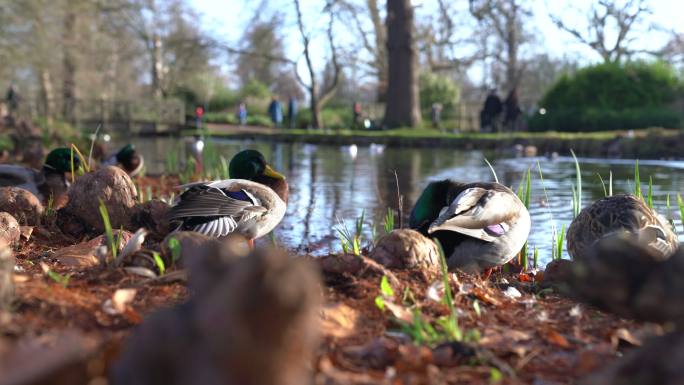 里士满公园河边的鸭子日光浴