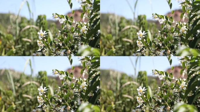 【原创】油茶花 茶花 山茶树 农业宣传片