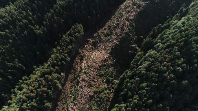 航拍大山林场伐木森林破坏环境保护
