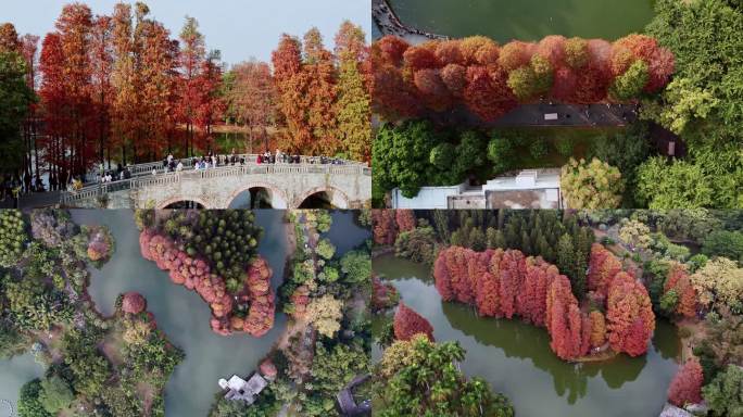 广州华南植物园秋日红色落羽杉航拍4K视频
