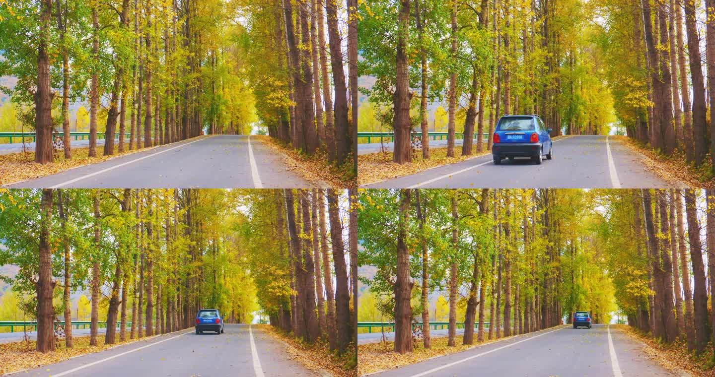 秋季林间公路行车