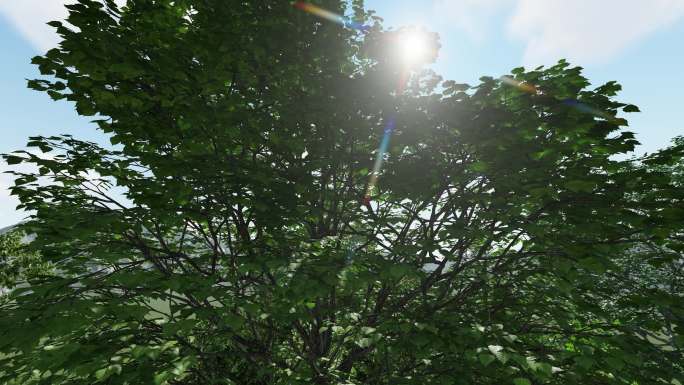 阳光穿过透过树叶树枝多镜头组合素材