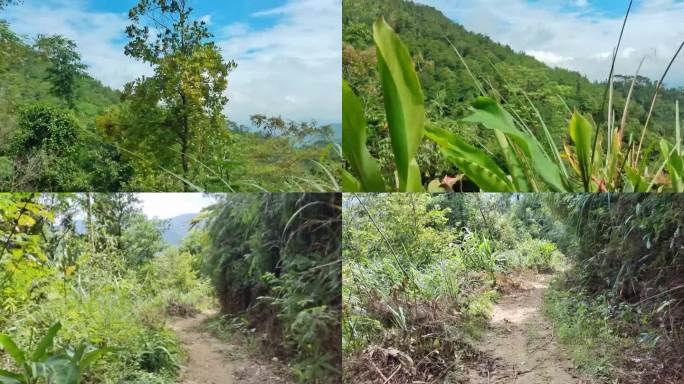 夏日山路 野草绿树上山泥路下山路山中小道