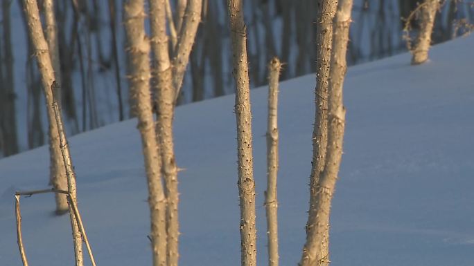 雪地刺嫩芽