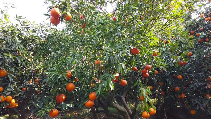 橙子种植基地