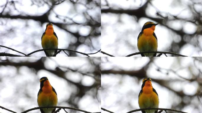黄眉姬鹟松林特写  4K