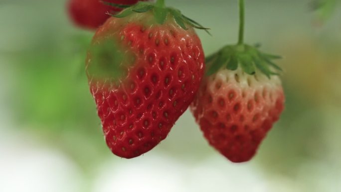草莓园 采摘园 草莓种植园 植物园