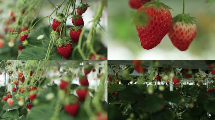 草莓园 采摘园 草莓种植园 植物园