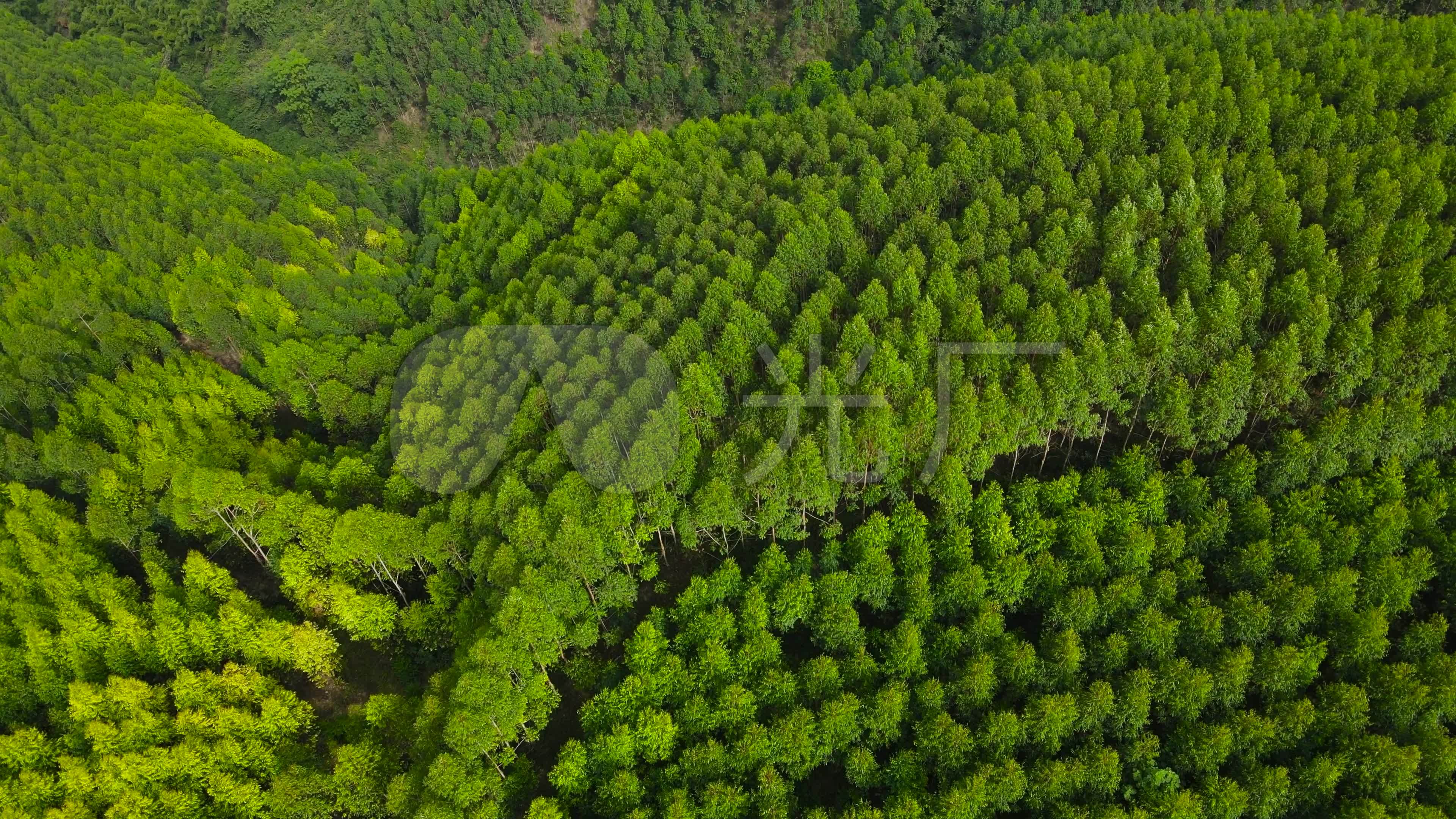 红桉树图片,红桉树,桉树图片(第10页)_大山谷图库