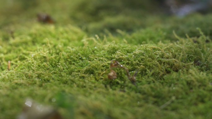 雨水滋润自然苔藓