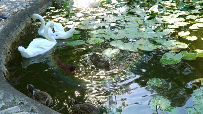 湖里的天鹅鸭水塘鸭群