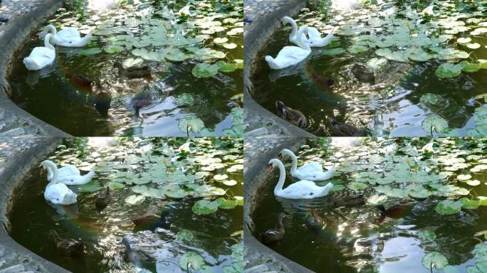 湖里的天鹅鸭水塘鸭群