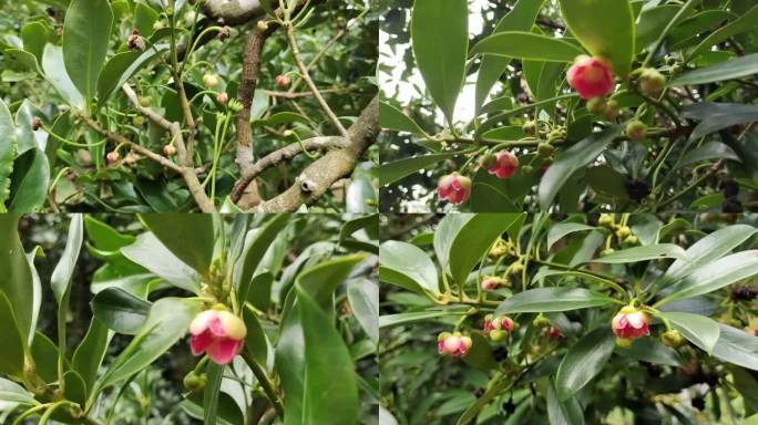 绿色八角树叶八角开花结子种植八角经济林