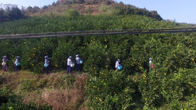 【原创】航拍农民柚子丰收摘柚子