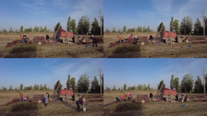 农民在乡间田里采收辣椒延时摄影