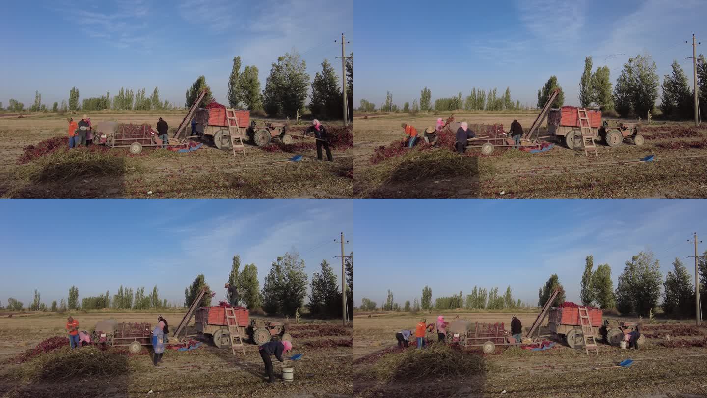 农民在乡间田里采收辣椒延时摄影