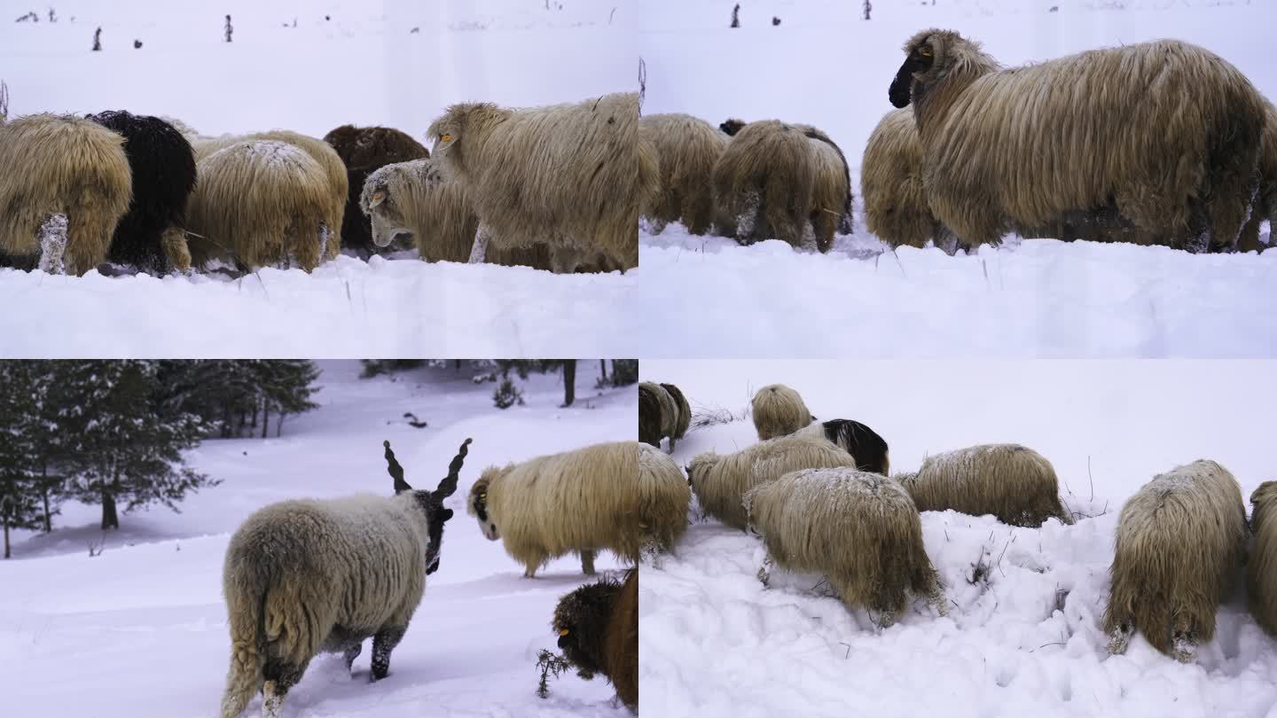 养羊业。一群羊在山上白雪皑皑的牧场上吃草。3个夹束。
