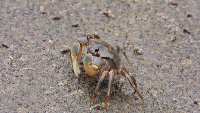 螃蟹 芦苇蟹 成群  螃蟹特写