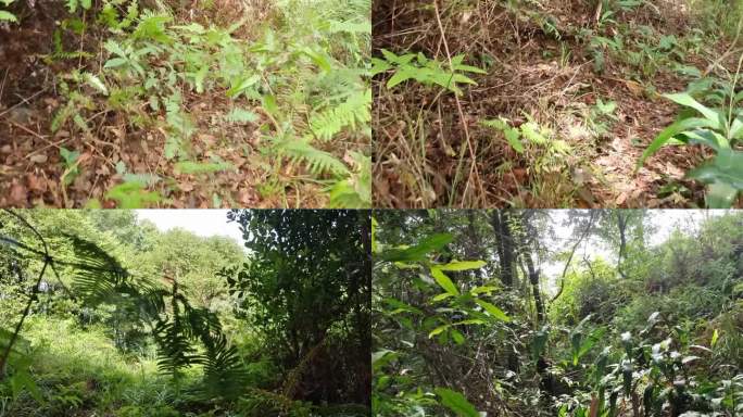 野草绿树上山泥路上山路山中小道 行拍山道