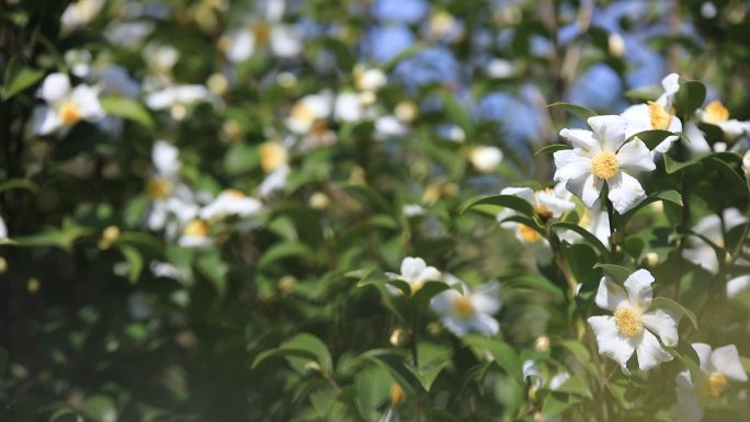 【原创】茶树茶花果实实拍