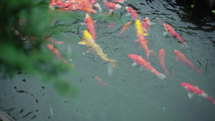 景观池中观赏鱼锦鲤