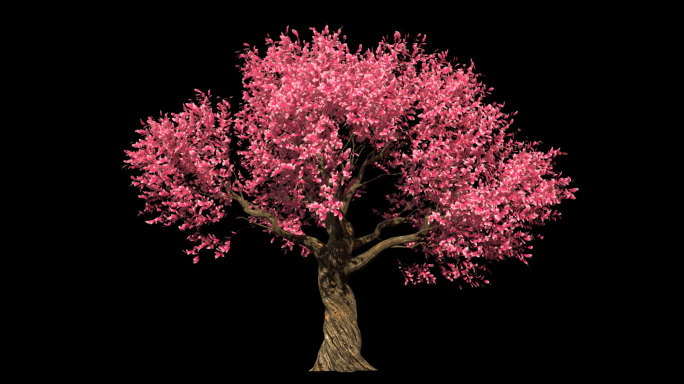 桃花树生长-带透明通道