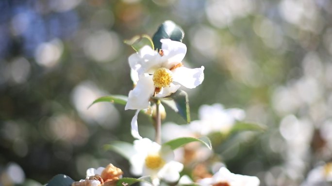 【原创】阳光下随风摇曳的油茶花