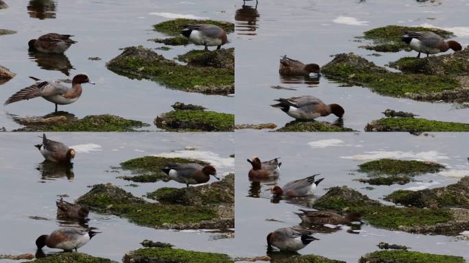 吃海藻的鸭子 鸭子觅食 野鸭