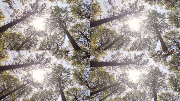 仰望松树顶和森林中的阳光。从地面上看，慢慢旋转。