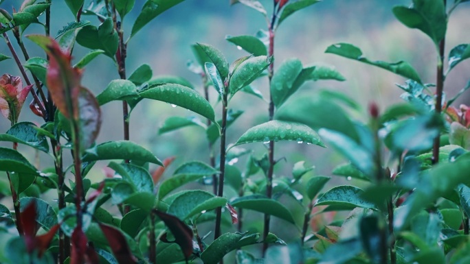 4K唯美禅意下雨镜头