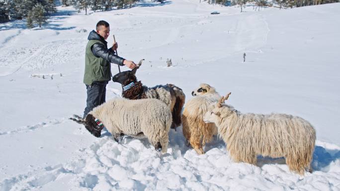 养羊业。牧羊人和羊群在白雪覆盖的山间牧场上吃草。传统畜牧业。