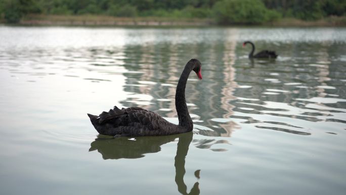 黑天鹅在湖中游泳觅食