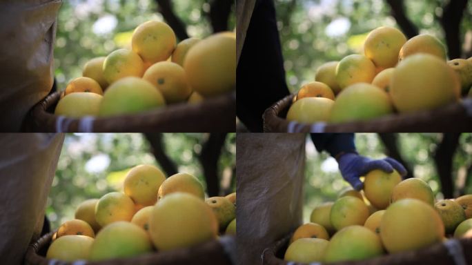 【原创】柚子被一个个放入箩筐里