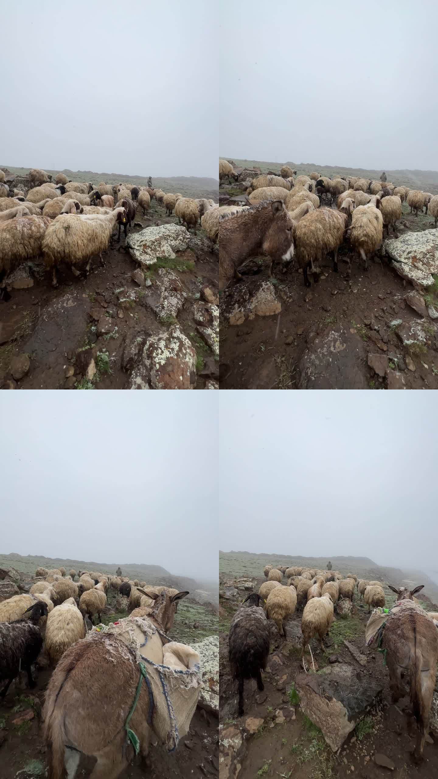 一群羊放羊养殖放牧