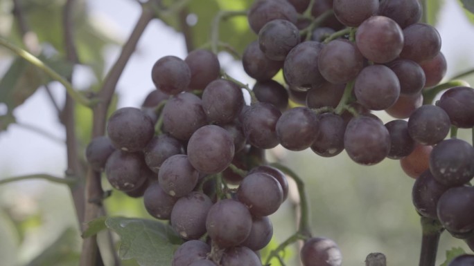 葡萄 紫葡萄 一串葡萄 农业 丰收 果实