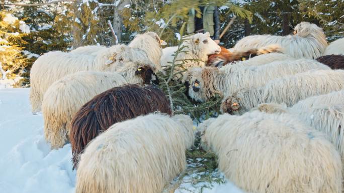 养羊业。牧羊人和羊群在白雪覆盖的山间牧场上吃草。传统畜牧业。