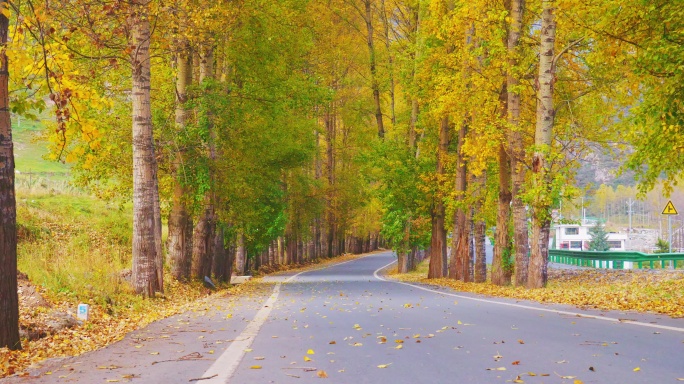 秋季林间公路行车