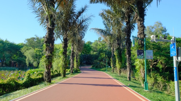 树林 森林跑道 林间小路 林荫大道