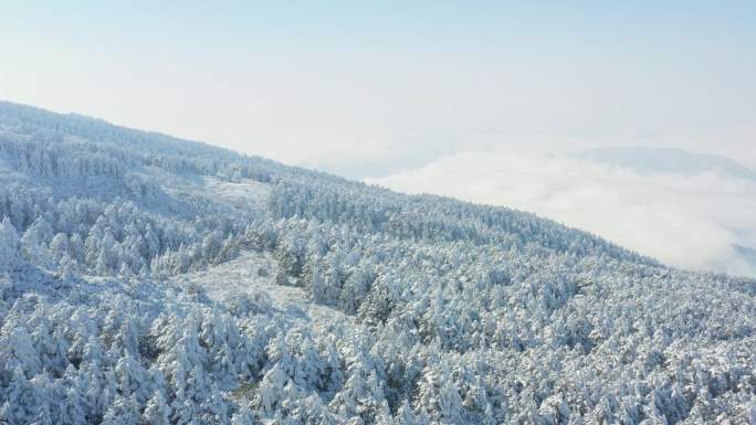 航拍峨眉山顶雪中的森林
