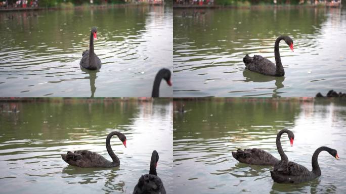 黑天鹅在湖中游泳觅食
