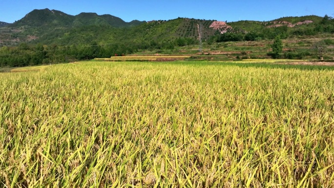 0236 田园风光 大山 稻子熟了